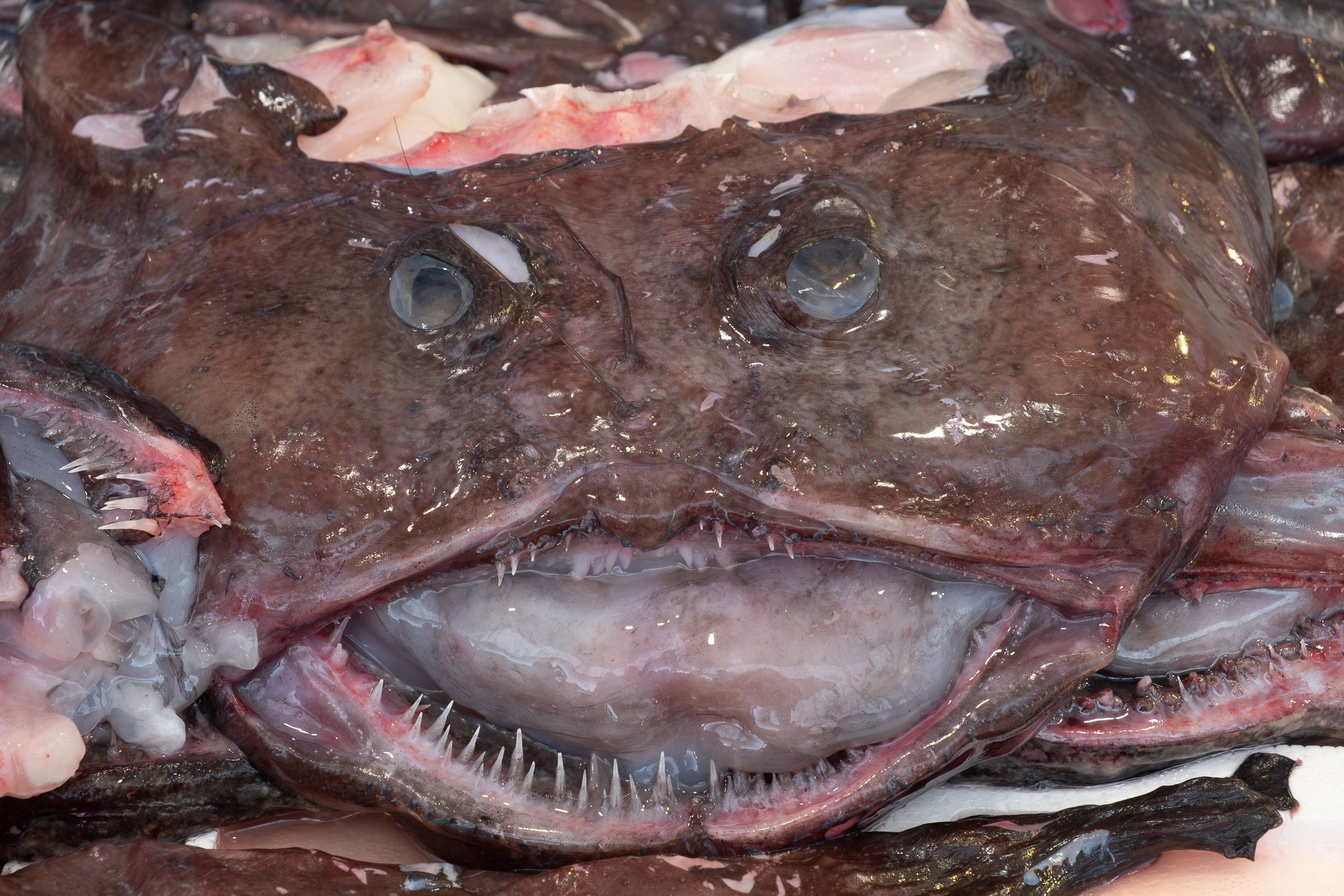 Seeteufel auf Eis – Mercado Central